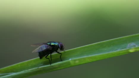 volar en la hoja
