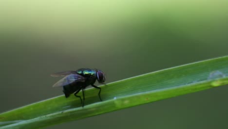 fly on the leaf