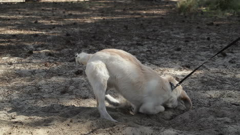 Golden-retriever-puppy-on-a-leash-digging-hole,-slow-mo