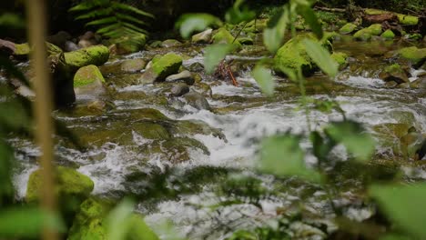 río en la selva tropical profunda junto a rocas y árboles frondosos