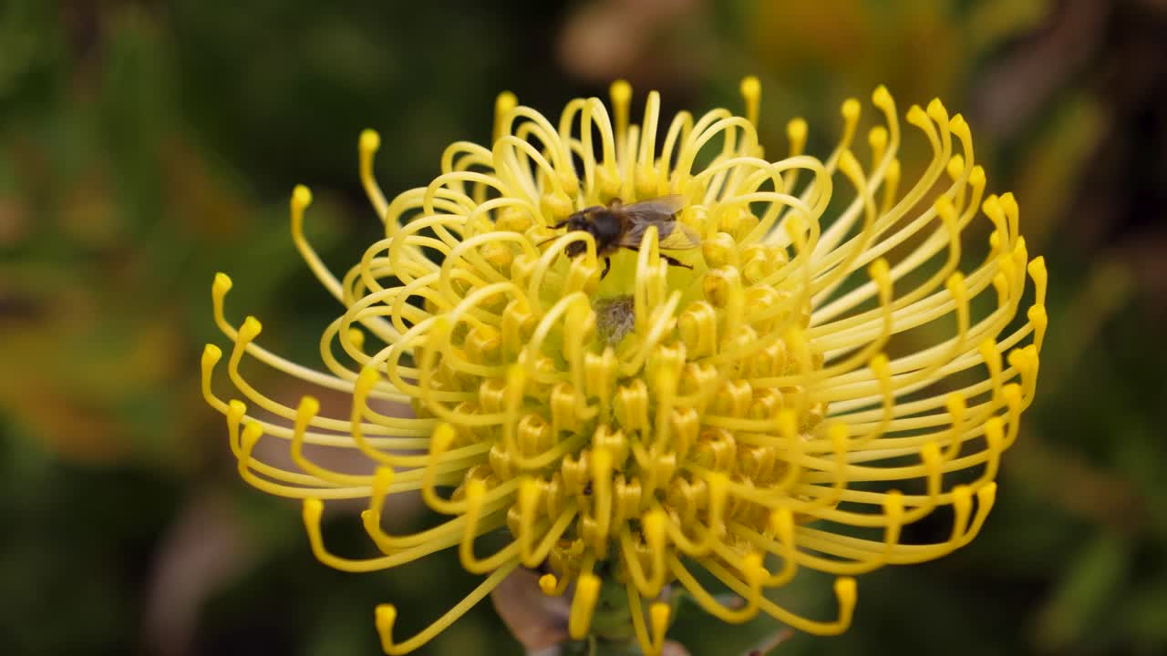 Honey Bee Collecting Pollen from Leucospermum Flower, Macro