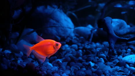 a tetra fish glows fluorescently in blue light