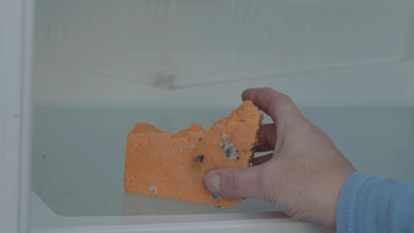 mano en el refrigerador para encontrar solo queso duro mohoso.
