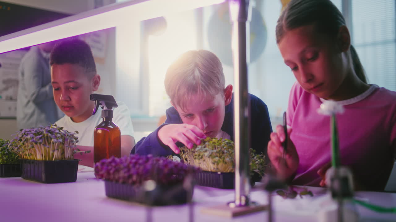 Children Learning About Growing Microgreens in a Classroom