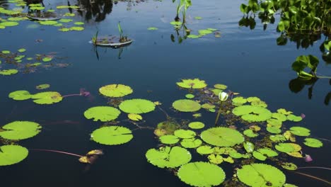 many royal victory plants in water with white flower