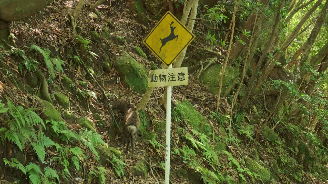 A sika deer walks through mossy terrain beneath a Japanese wildlife crossing sign on Yakushima Island.