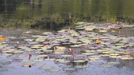 Medium-Exterior-Pan-Shot-of-Lilly-Pads