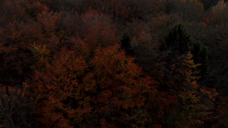 Close-up-Aerial-footage-over-orange-tree