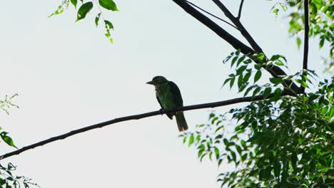 a green-eared barbet psilopogon faiostrictus, carefully cleaning each strand of its feathers while perching on top of a tree inside kaeng krachan national park in thailand