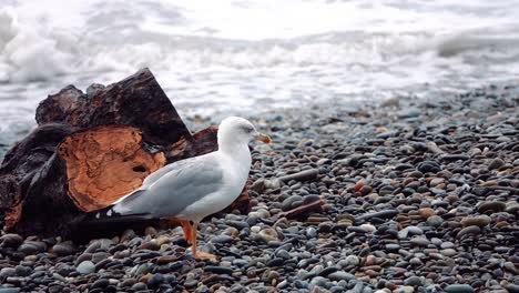 la gaviota en una playa de guijarros