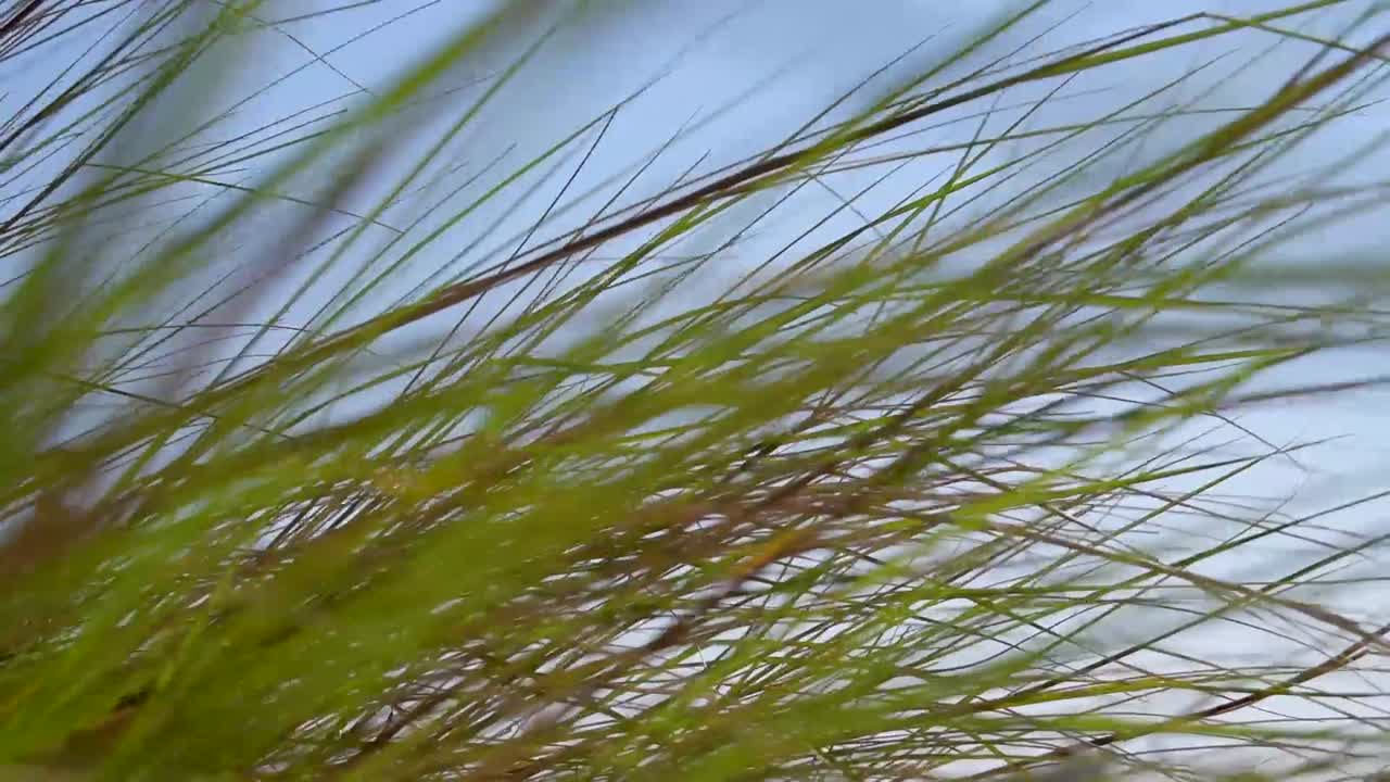 푸른 하늘과 바람이 부는 근접 해초