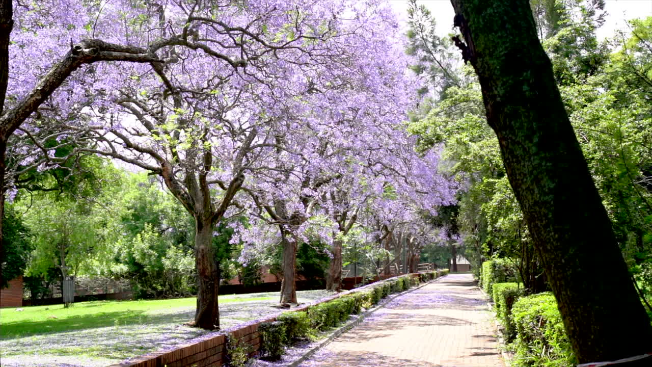 árboles de flores púrpuras a lo largo de la pasarela en el parque urbano árbol de jacaranda
