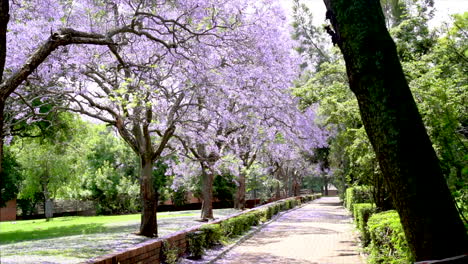 Lila-Blühende-Bäume-Entlang-Gehweg-Im-Stadtpark-Jacaranda-Baum