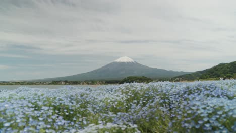 steady shot overlooks kawaguchi lake with the majestic mt. fuji in the background, as colorful flowers in the foreground sway gently in the breeze under a bright sunny sky in japan.