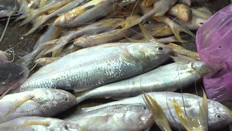 different types of fish selling in market