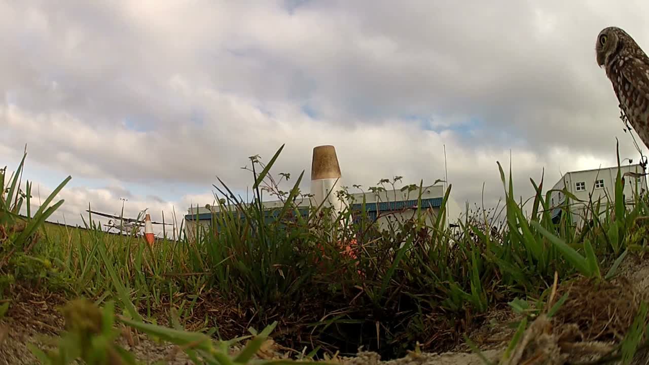 굴을 파는 올빼미가 근처에서 비행기가 이륙하는 것을 지켜보고 있습니다.