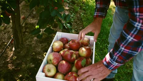 hombre maduro recogiendo manzanas en su huerto