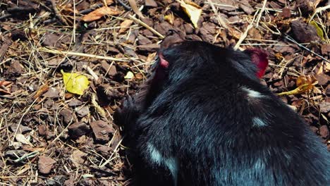 Demonio-De-Tasmania,-Enfermo-De-Cáncer-De-Enfermedad-De-Tumor-Facial-Del-Diablo