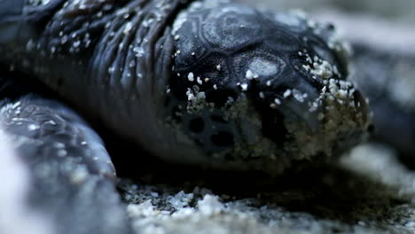 green sea turtle hatchling lying on beach sand