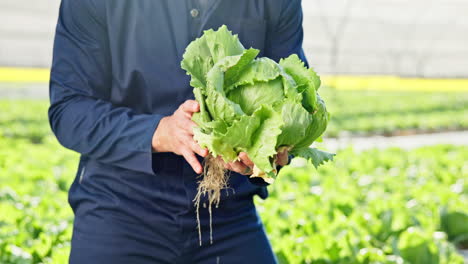 fresh lettuce harvest