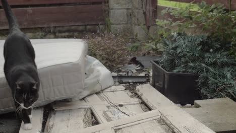 cat exploring a pile of rubble