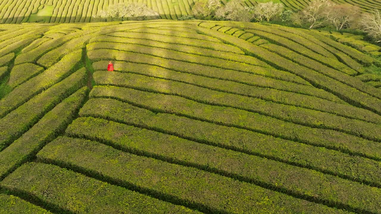 Una persona cammina attraverso campi agricoli geometrici di tè verde, vista aerea con drone.