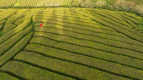 una persona camina a través de campos geométricos agrícolas de té verde, drone aéreo