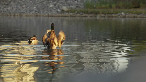 Enten-Im-Calgary-Lake,-Parknatur