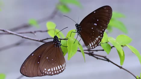 butterfly resting on green leaves in a park