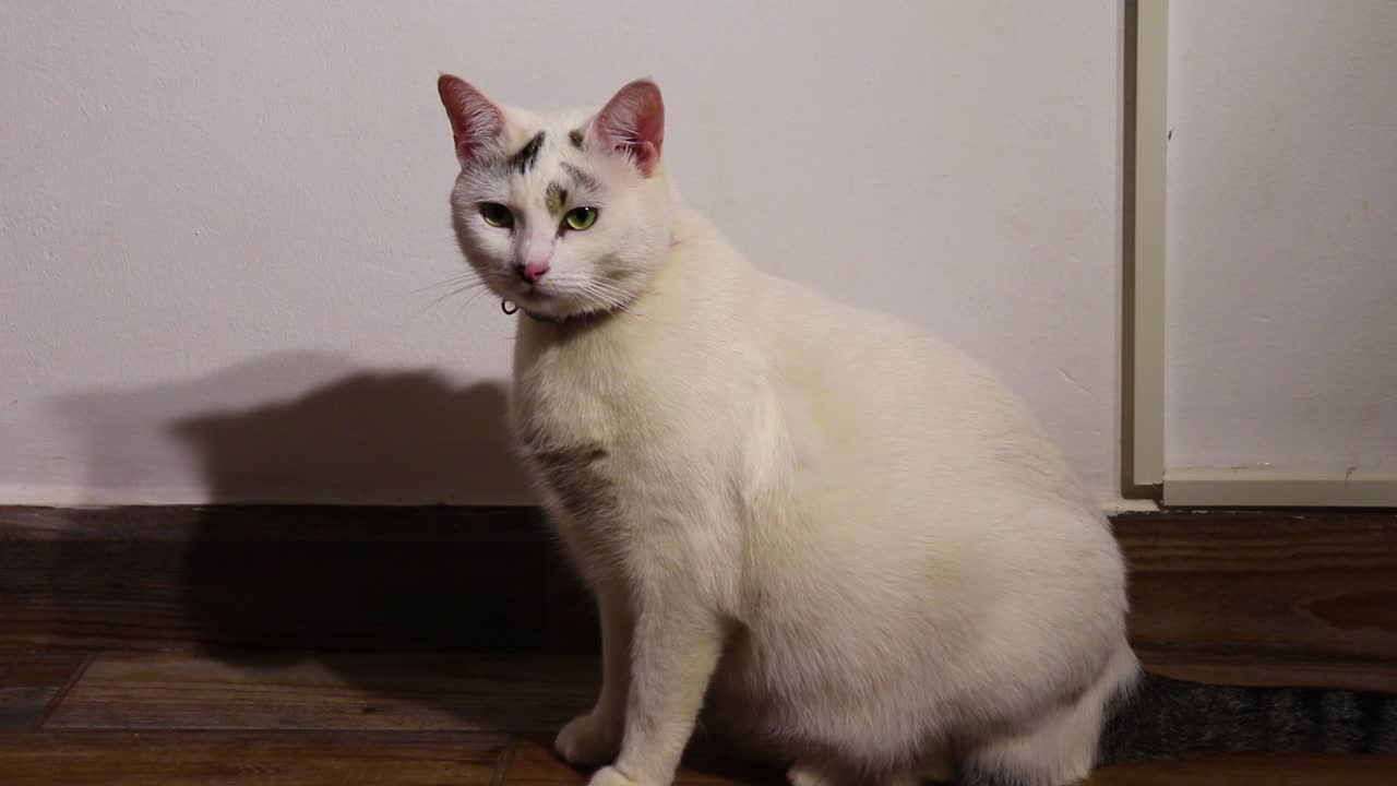 chubby adult female whitish cat licking and looking up and yawning