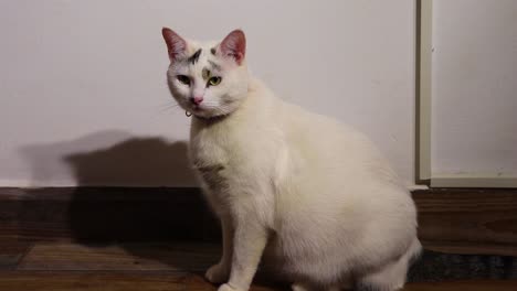 chubby adult female whitish cat licking and looking up and yawning