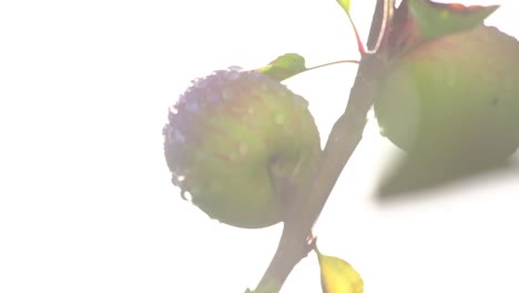 Close-up-of-an-apple-in-the-apple-tree-with-sun-flare