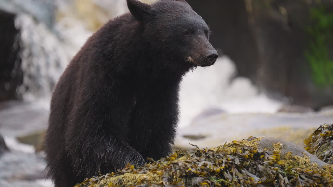 Orso nero lungo il fiume nella Columbia Britannica, alla ricerca di salmone di cui nutrirsi prima di andare in letargo per l'inverno