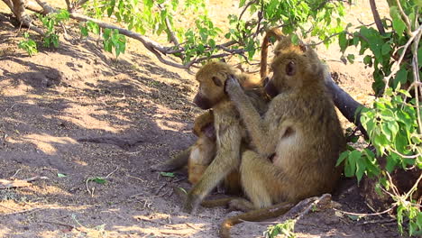 adult chamca baboon grooms mate in shade while the family plays nearby