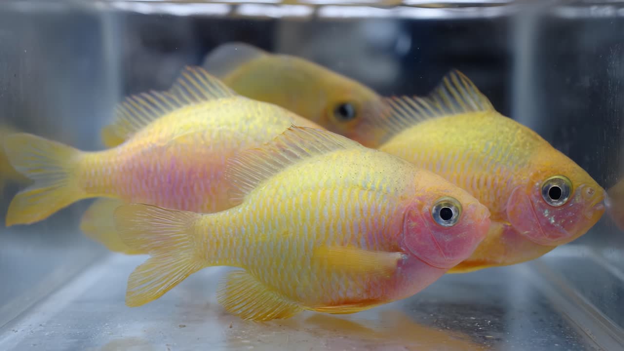 A Close-Up Look at Vibrant Yellow Fish Swimming Gracefully in a Clear Aquarium, Highlighting Their Unique Colors and Delicate Features in Captivating Frames