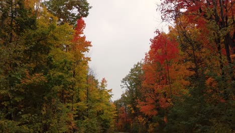 quiet road through a red autumn forest