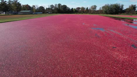 in the fall, cranberry marshes are ready for harvest in central wisconsin