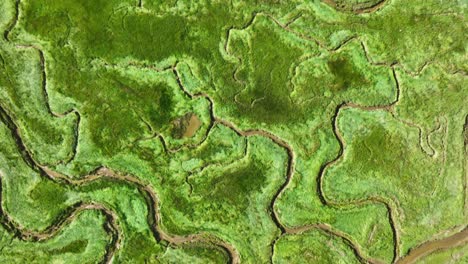 beautiful bird's eye view of the texture of bright green wetlands with narrow, muddy rivers winding through it