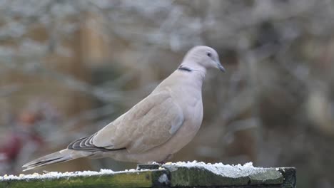 Eine-Einzelne-Türkentaube,-Streptopelia-Decaocto,-Auf-Einem-Vogelhäuschen-Im-Garten