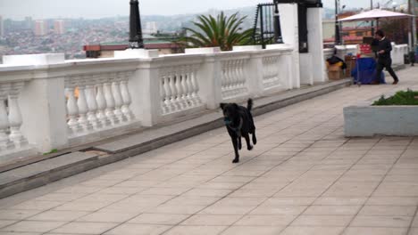 perro negro corriendo tras la pelota en el paseo yugoslavo de cerro alegre, valparaíso, chile