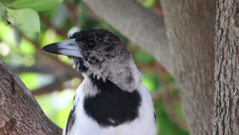 un pájaro se mueve y mira a su alrededor mientras está posado