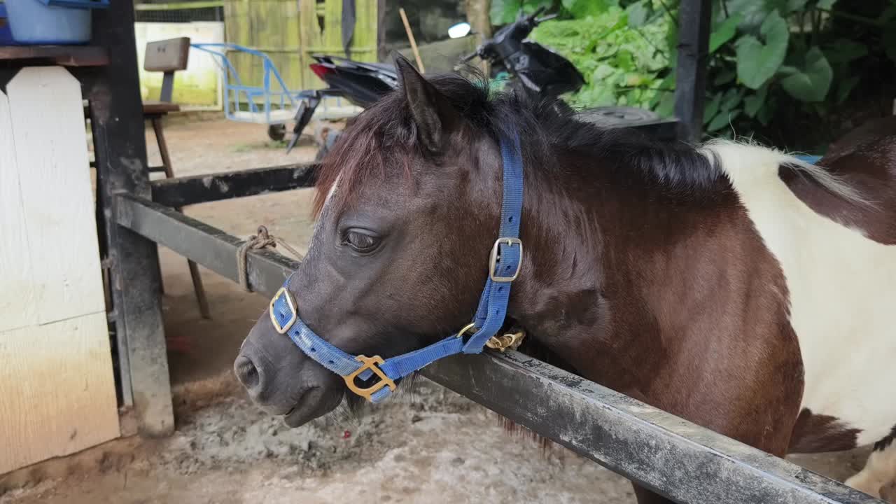 Poni en un Establo