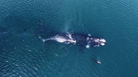 Southern-Right-Whales--Mother-and-calf-playing-with-a-Sealion--top-view