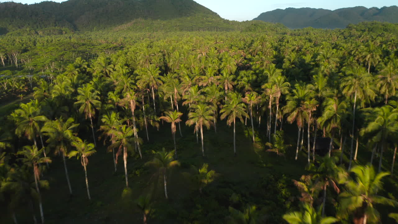 amanecer sobre palmeras cerca de la carretera de coco en la isla de siargao, filipinas