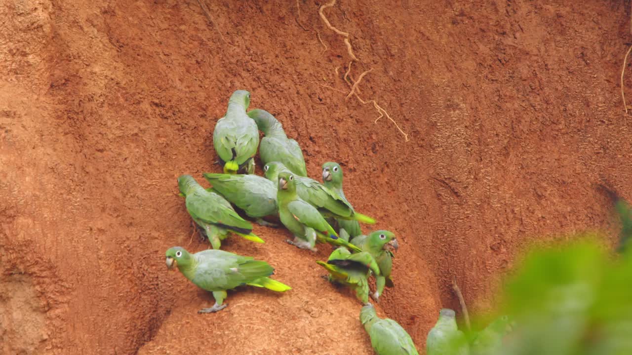 Mealy parrots gather and perch at Chuncho Clay Lick, consuming essential minerals from the clay.