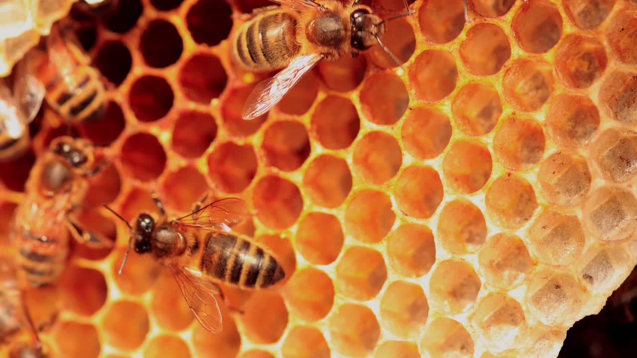 Micro mondo di docili api selvatiche Apis Mellifera Carnica o api mellifere europee con esemplari che si prendono cura delle celle del nido d'ape