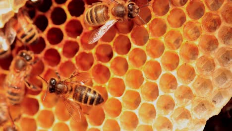 Mikrowelt-Der-Sanftmütigen-Wilden-Apis-Mellifera-Carnica-Oder-Europäischer-Honigbienen-Mit-Exemplaren,-Die-Sich-Um-Die-Wabenkammern-Kümmern
