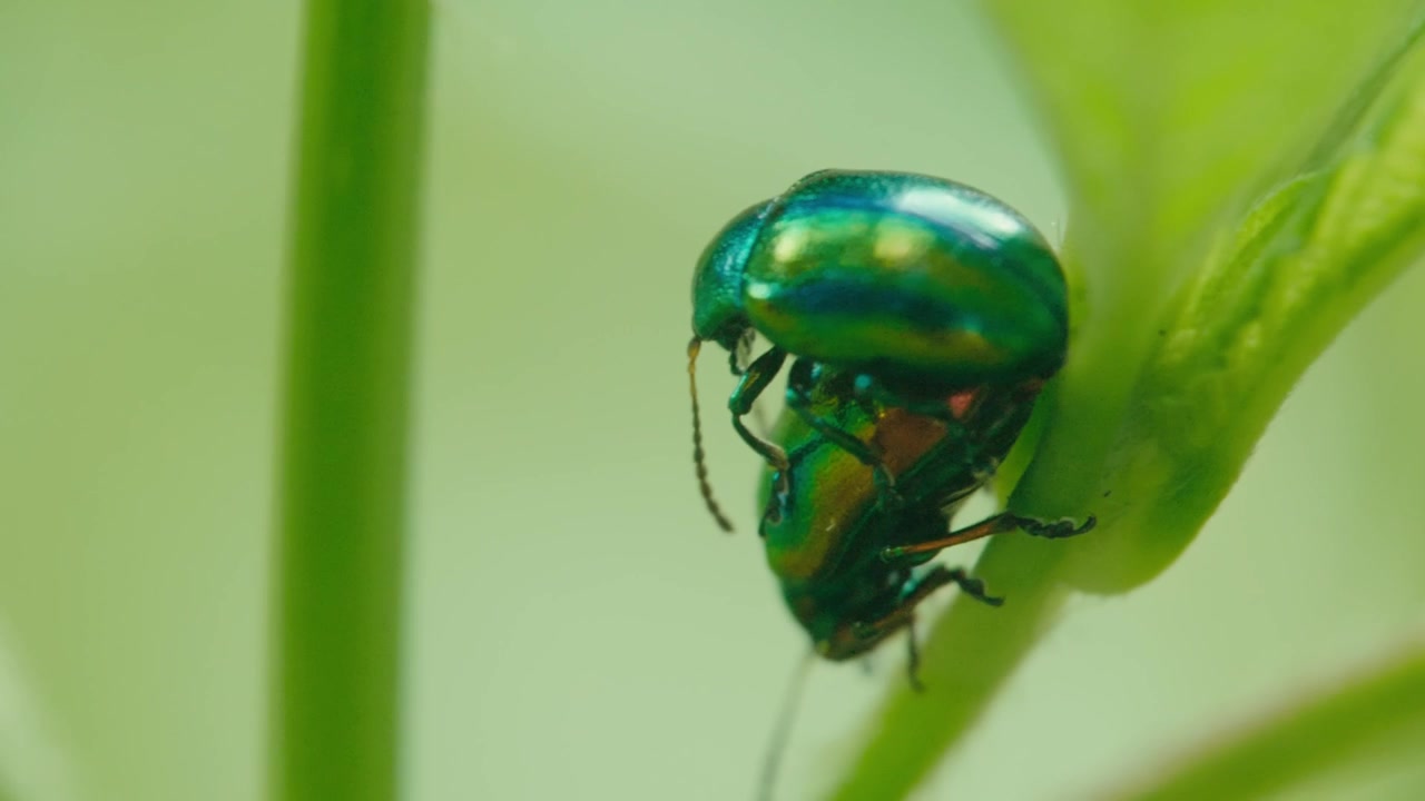 Primo piano macro di due coleotteri fogliari iridescenti (Chrysolina fastuosa) in accoppiamento su una foglia verde a Remscheid, Renania Settentrionale-Vestfalia, Germania. Luce solare naturale, colori metallici vividi
