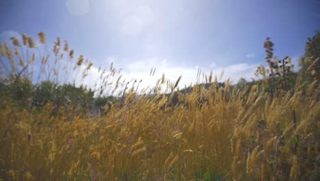 golden grass blowing in strong wind