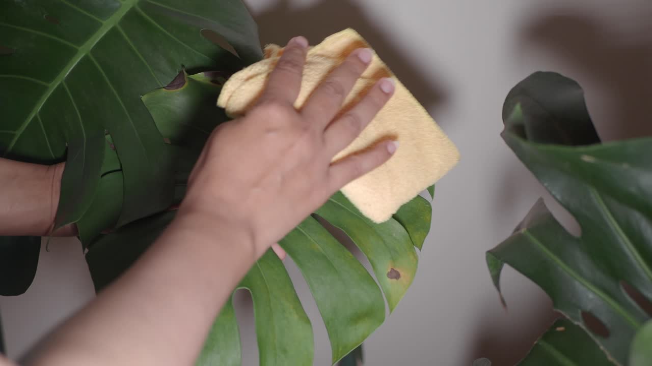 大きな緑のモンステラの葉を拭く手